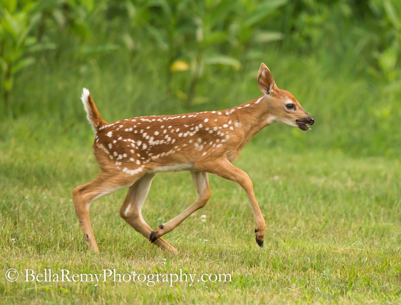 Shenandoah10jun15-1443