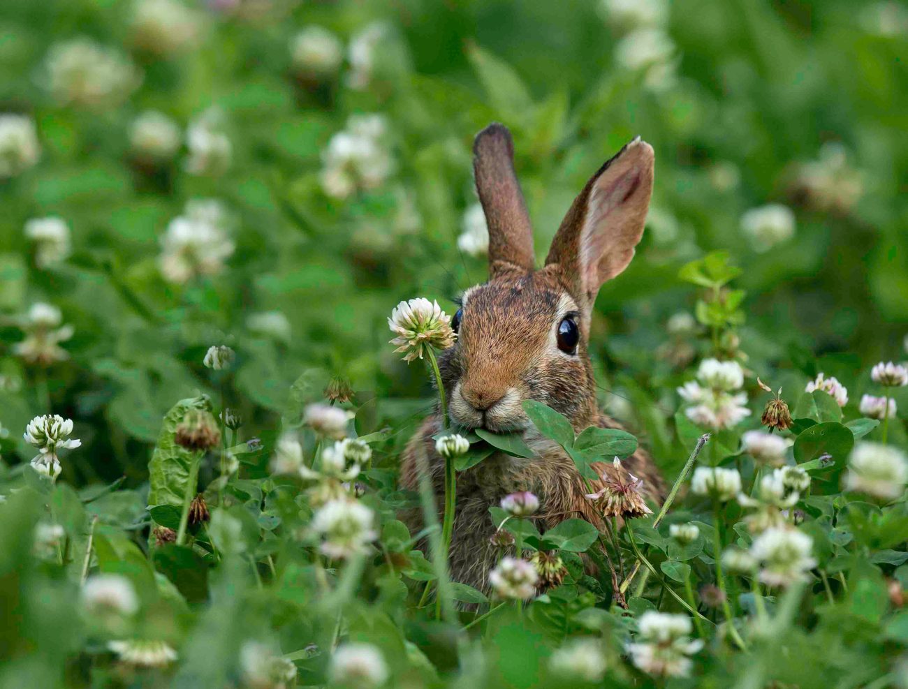 Shenandoah8jun15-1032-Edit-Edit