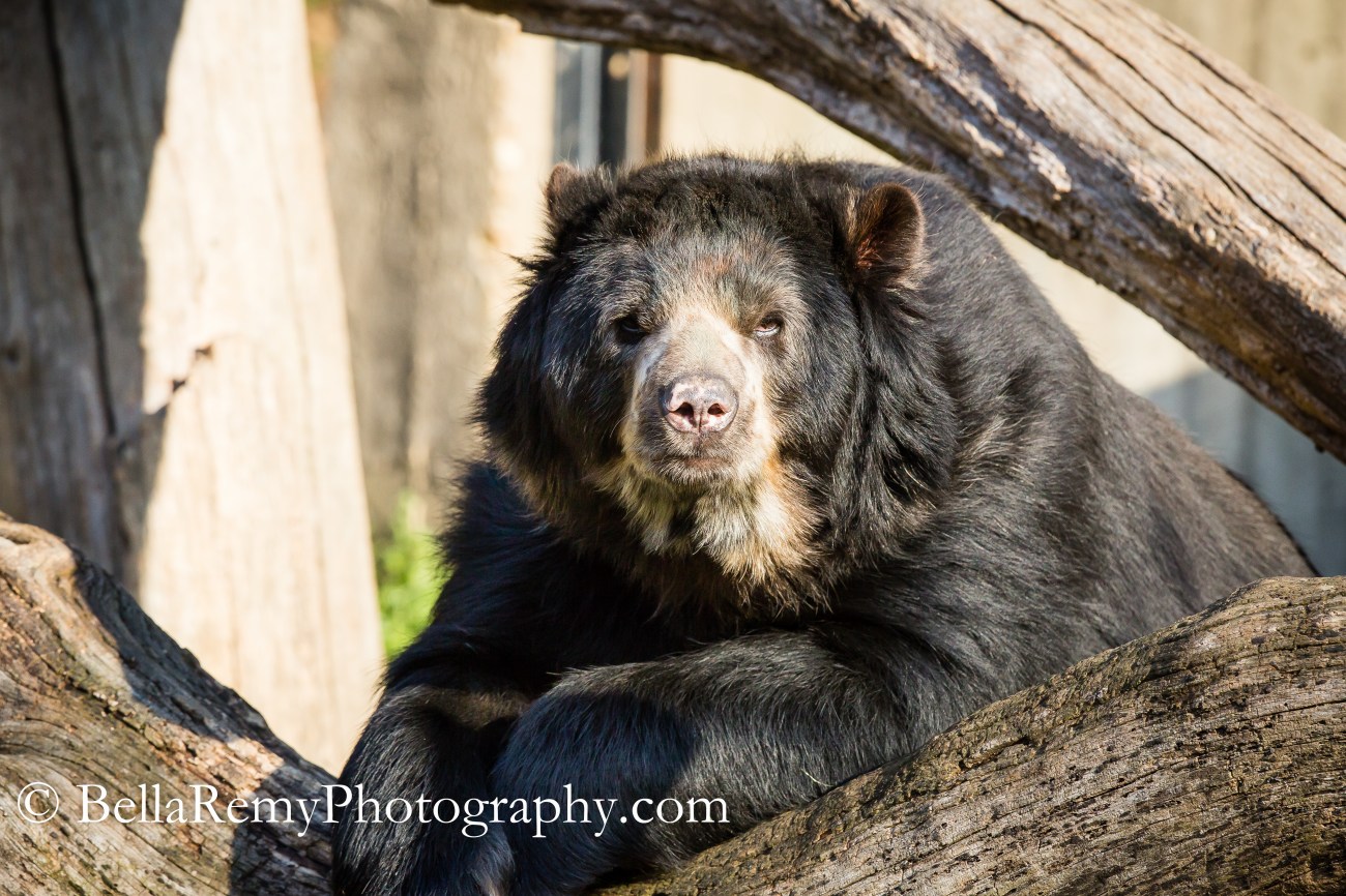 Spectacled Andean Bear