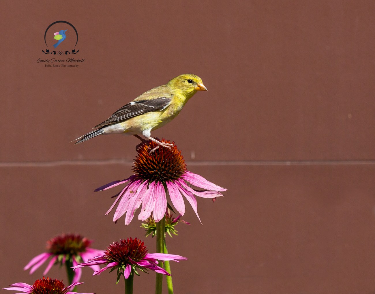 PaxN16jul15-3354-Edit-2