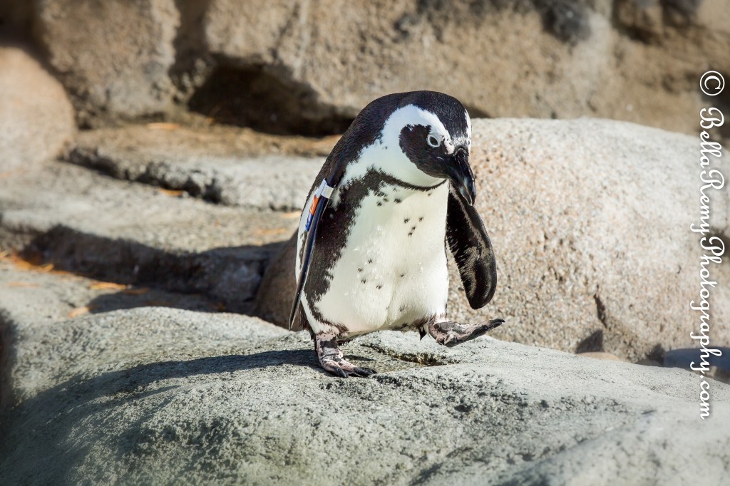 Balzoo24oct14-9392-Edit