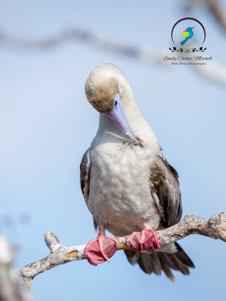Pink Footed Booby