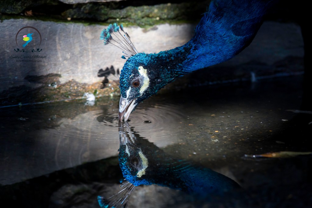 natlzoo16sep15-2679-Edit