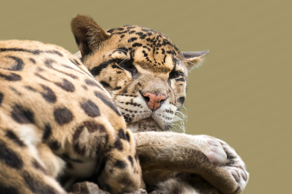 natzoo20sep15-1953-Edit-Edit