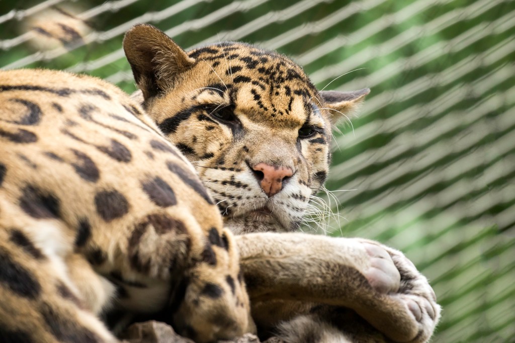 natzoo20sep15-1953-Edit