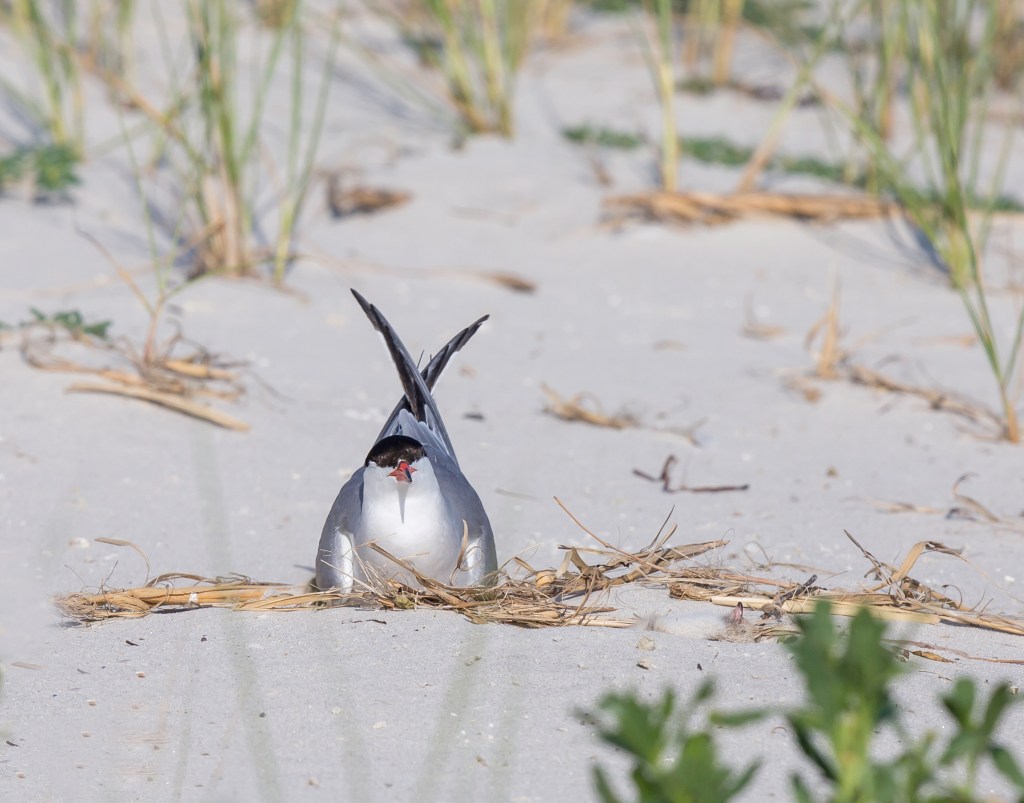 NickMM6sep15-1061-Edit