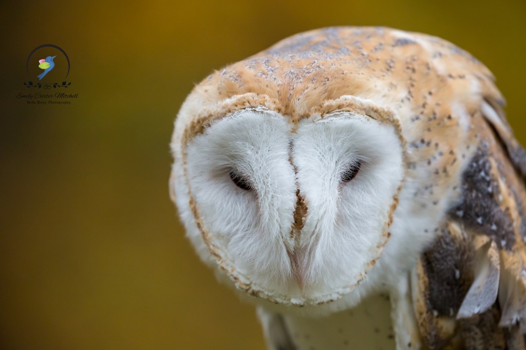 CarrieMurray24oct15-4689