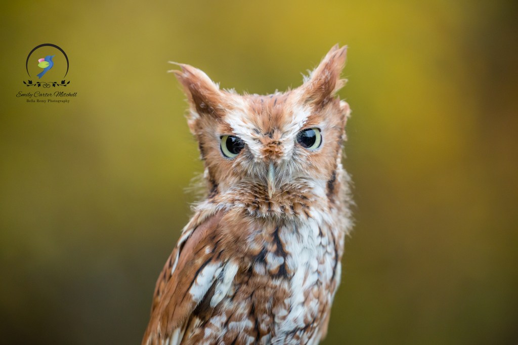 CarrieMurray24oct15-5000