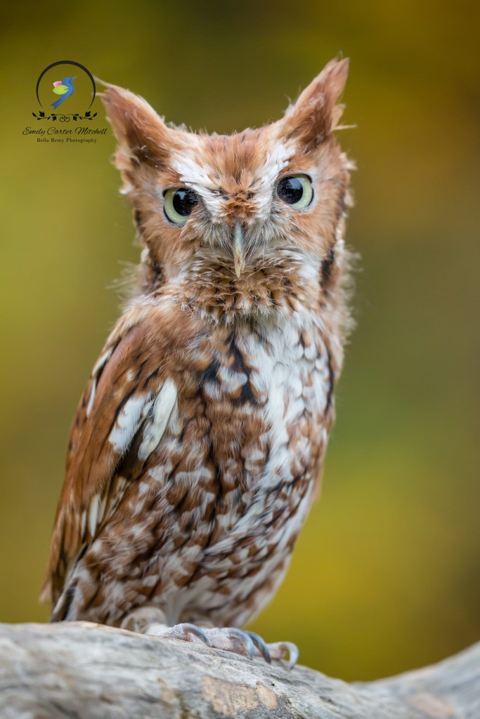 CarrieMurray24oct15-5063