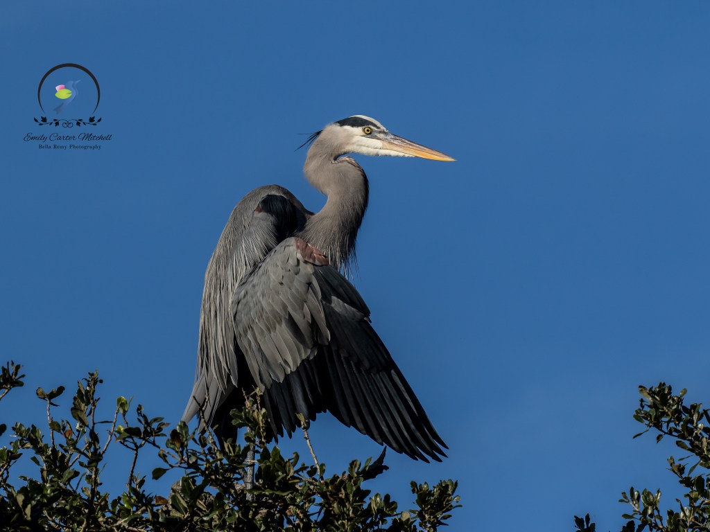 Great Blue Heron