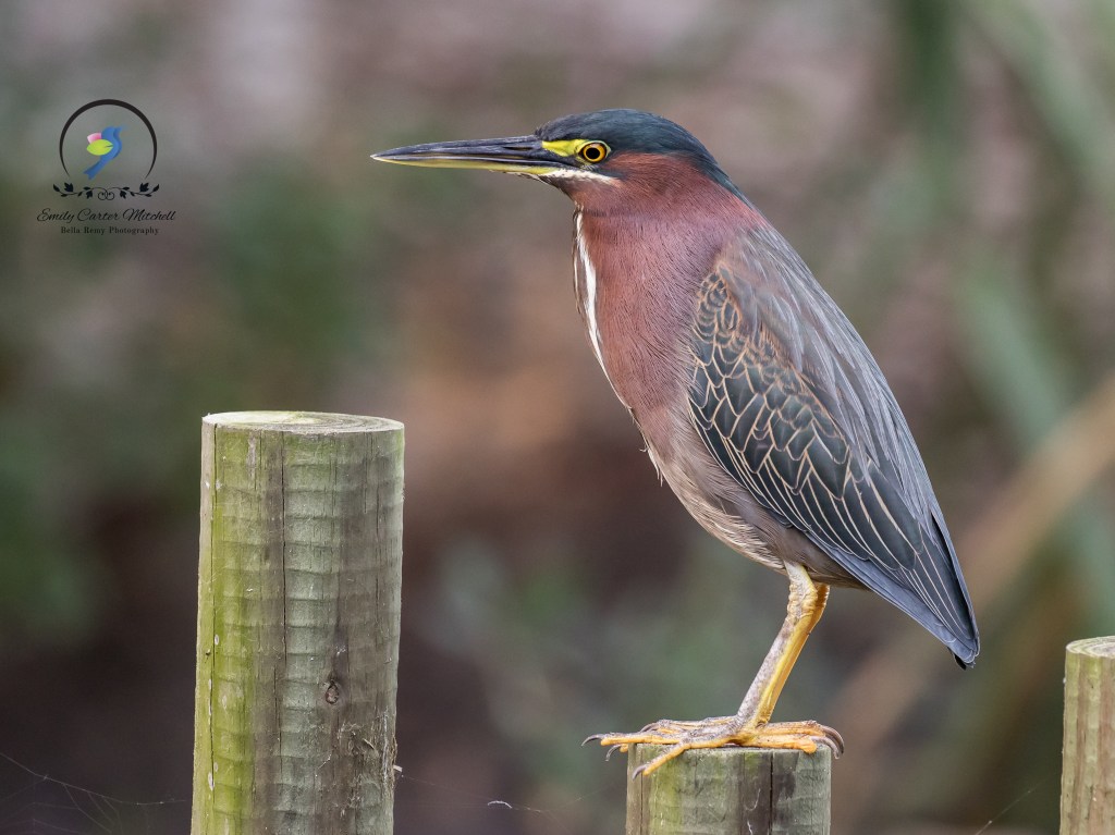 Green Heron