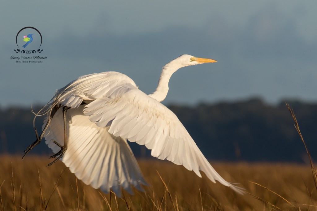 Great Egret