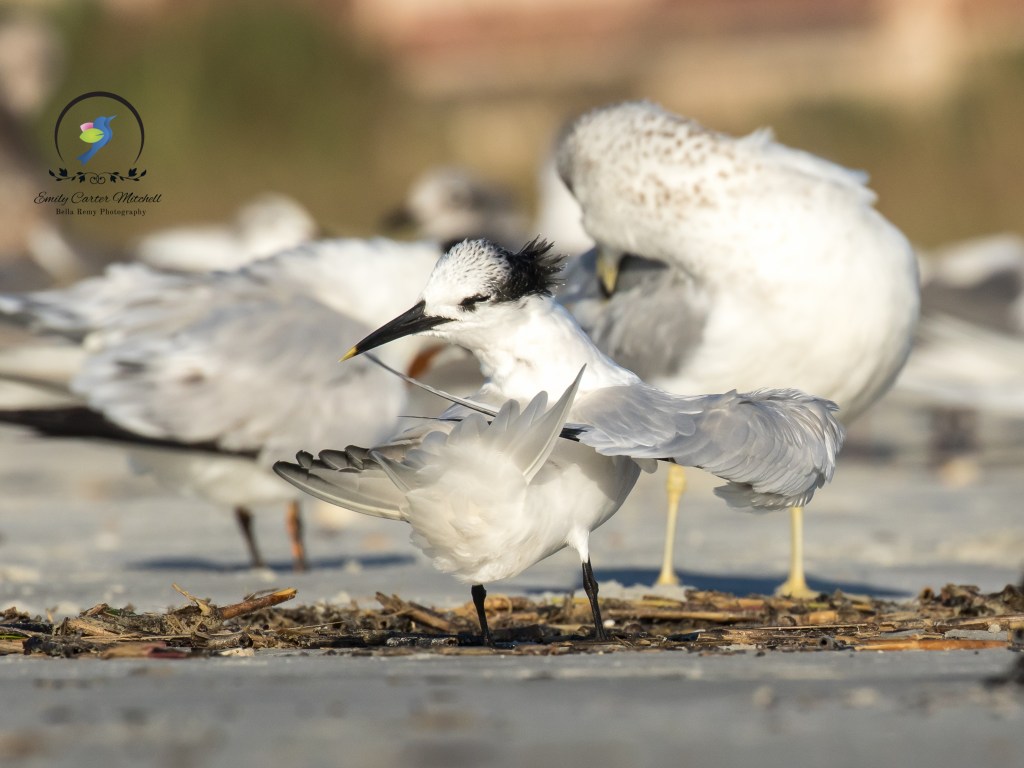 StAugustine10dec15-6304