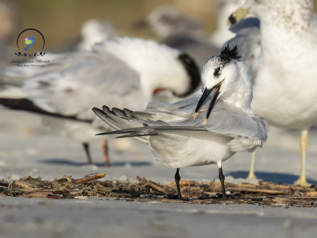 StAugustine10dec15-6306