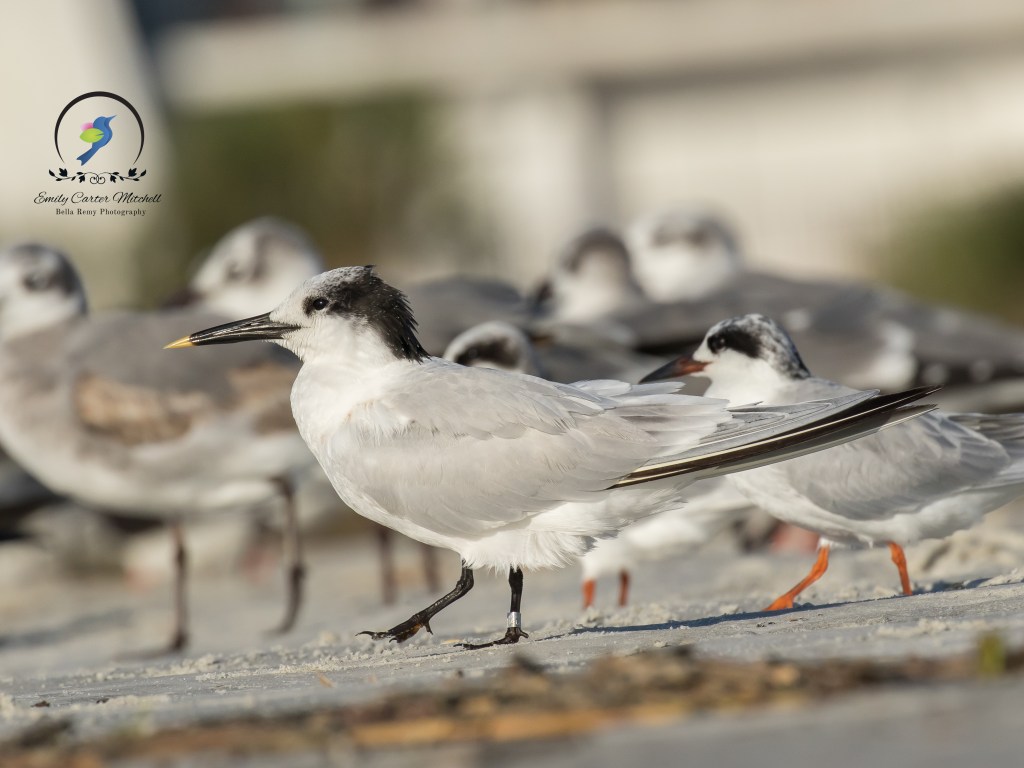 StAugustine10dec15-6438