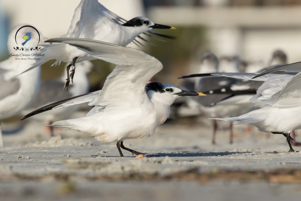 StAugustine10dec15-6448