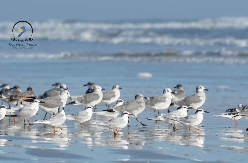 StAugustine10dec15-6622