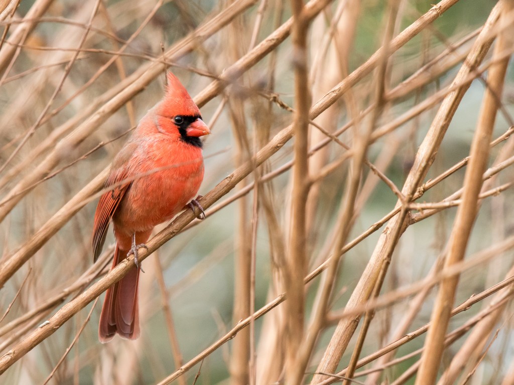 Northern Cardinal