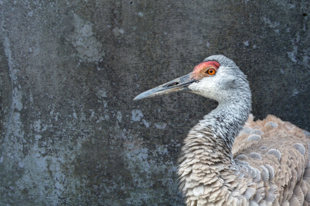 BalZoo7feb16-9268-Edit-2