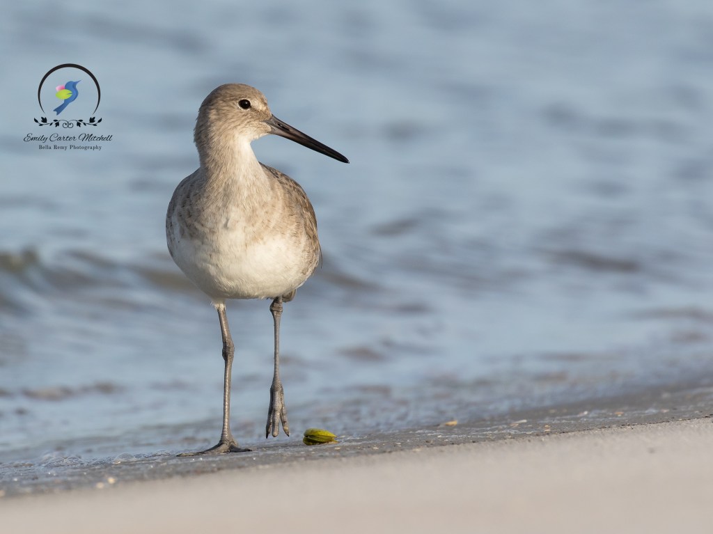 St Augus14dec15-9188