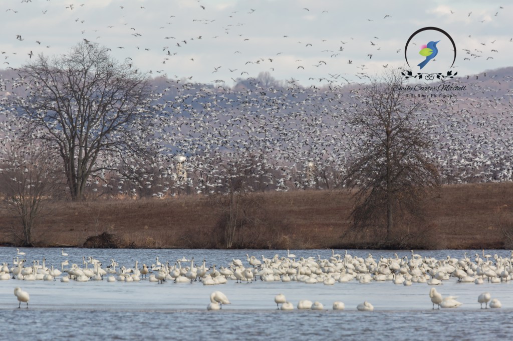 MiddleCrk26feb16-2351