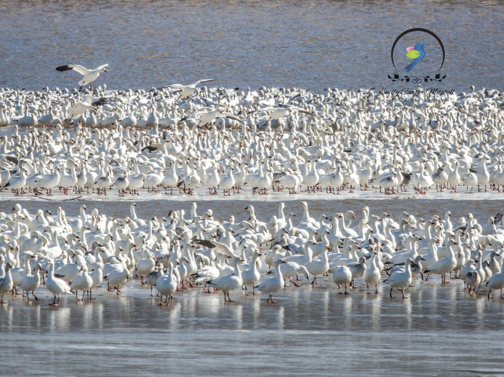 MiddleCrk26feb16-2412