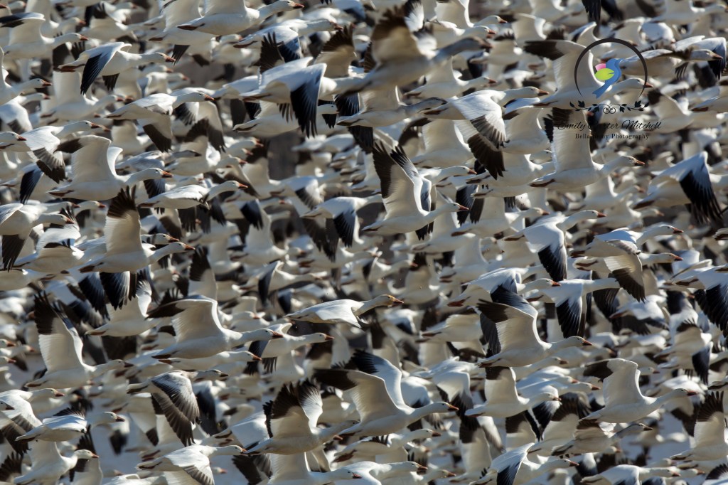 MiddleCrk26feb16-2622