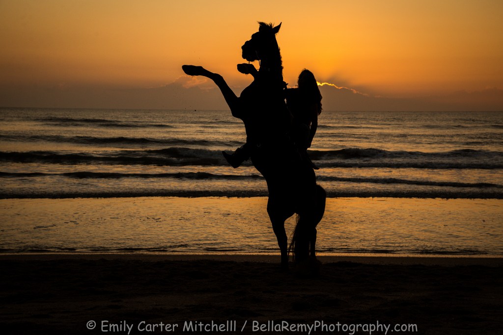 BchHorse27apr16-0318