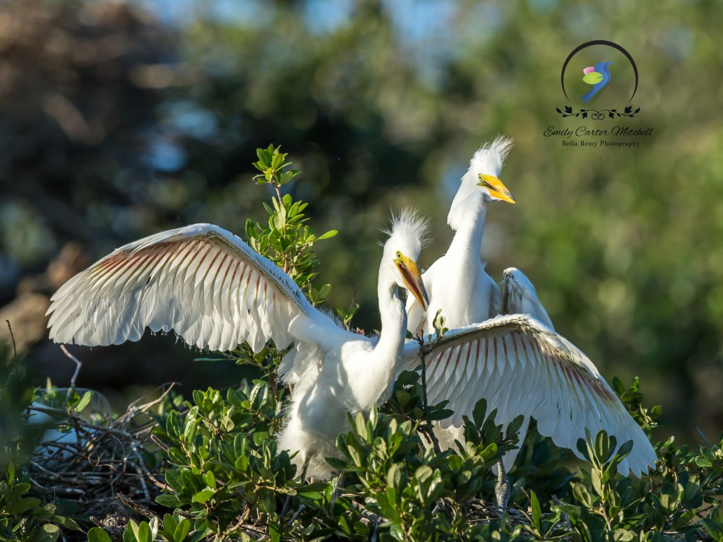 AlligFarm27apr16-1270