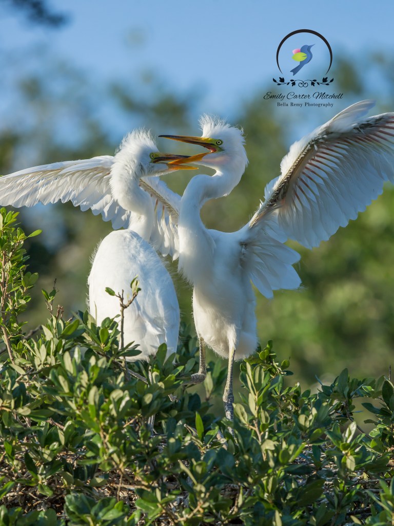 AlligFarm27apr16-1317