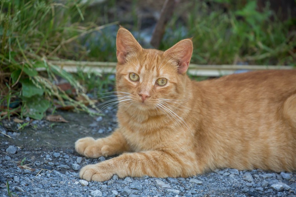 Catoctin20jul16-1371