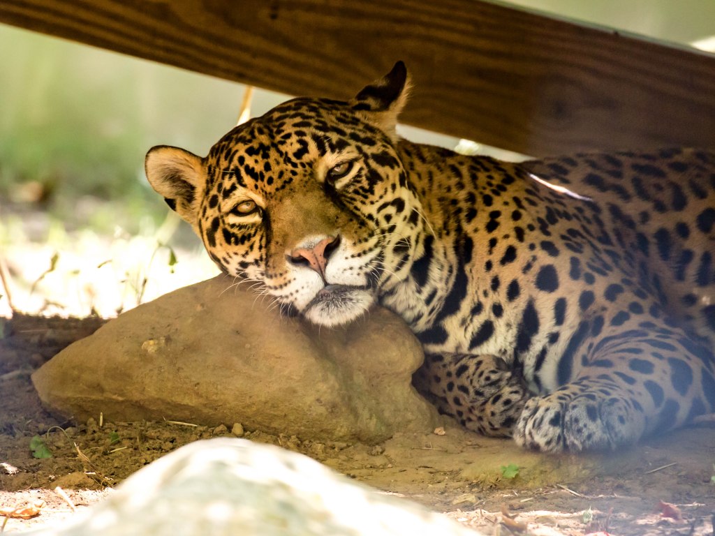 Catoctin20jul16-1492