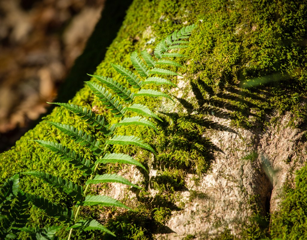 Cunningham15oct13-2720