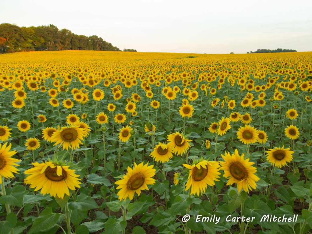 Sunflwrs31aug16-3323