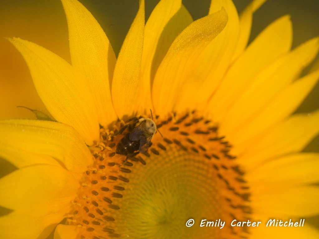 Sunflwrs31aug16-3405