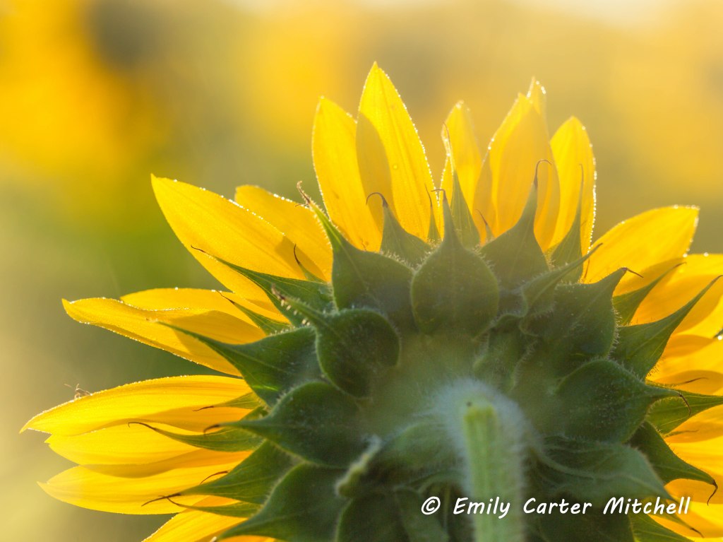 Sunflwrs31aug16-3484