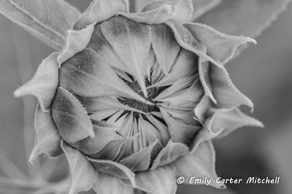 Sunflwrs31aug16-3642