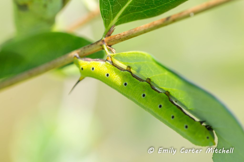 Clearwing Moth Caterpiller
