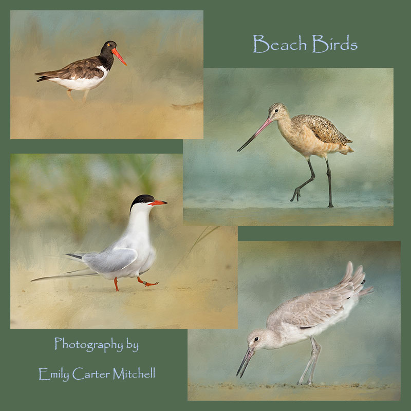 beach-birds-web-collage