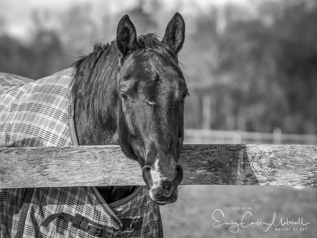 ehc28jan17-5498-edit