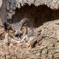 Great horned owl