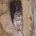 Barred Owl