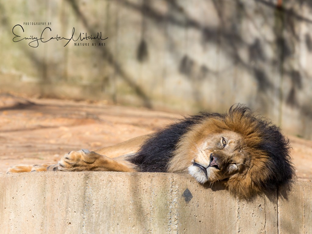 natlzoo8feb17-2182-2