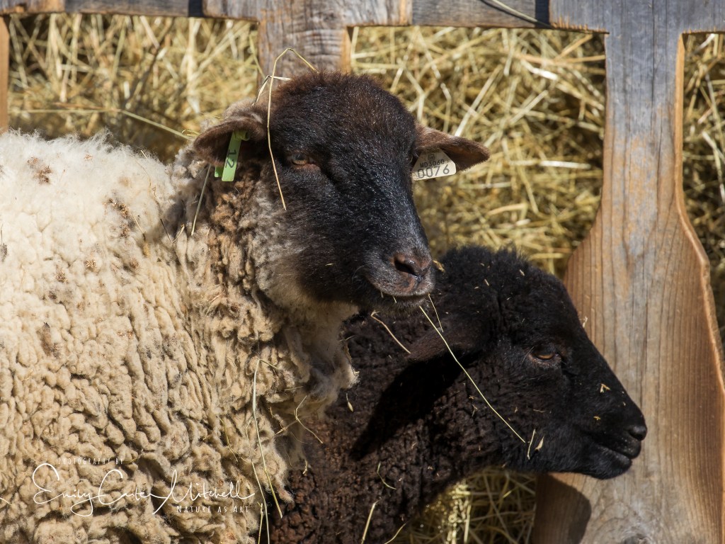 piscataway24feb17-7732