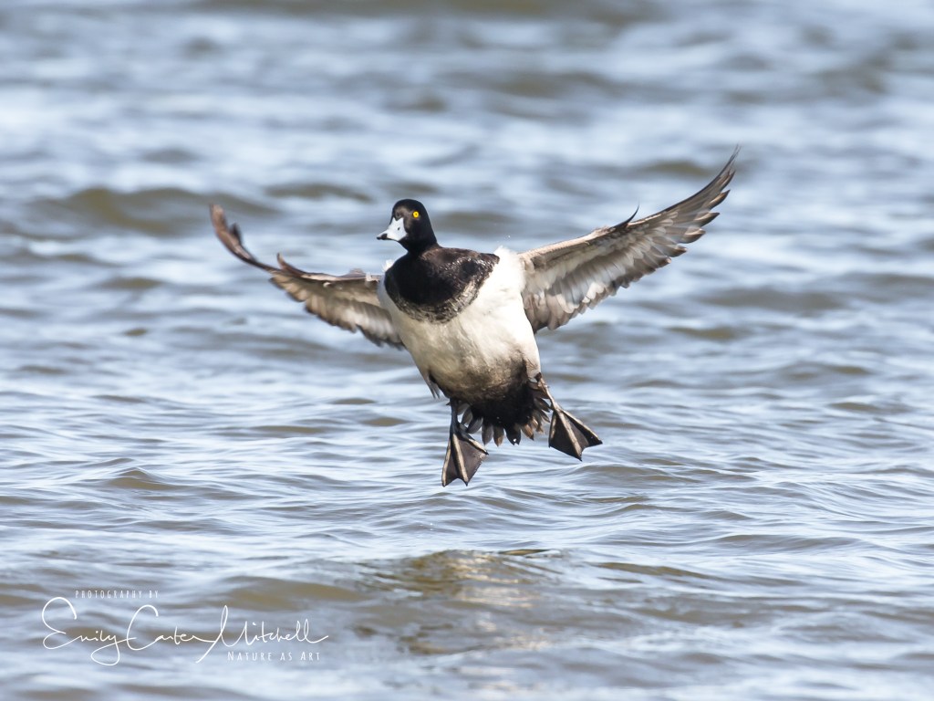 cambridge2mar17-4153