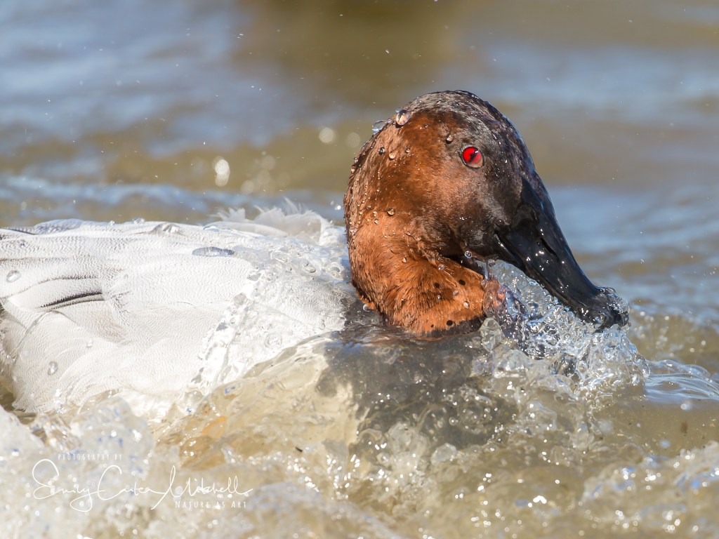 cambridge2mar17-4624