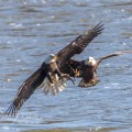 Conowingo11nov17-9050