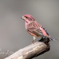 Purple Finch