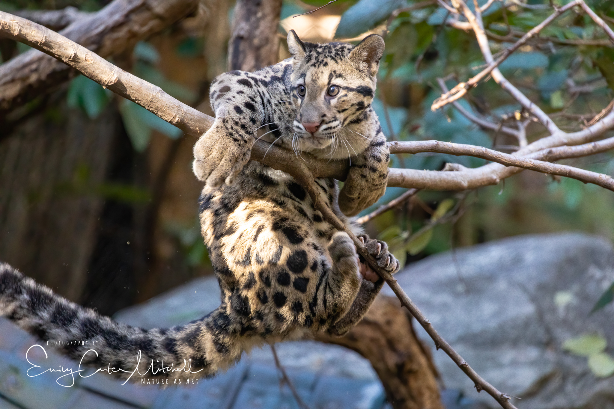 Clouded Leopard Cubs at the National Zoo – Emily Carter ~ Nature