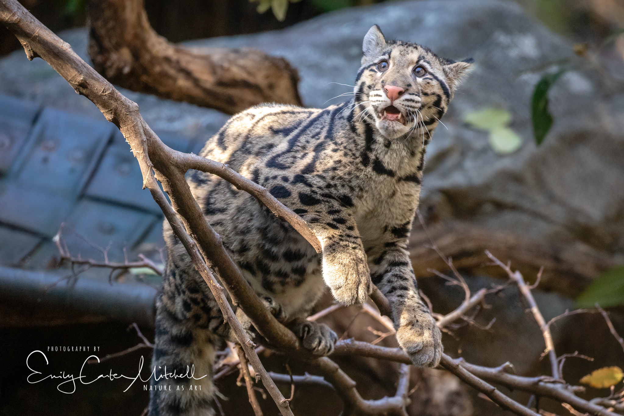 Clouded Leopard Cubs at the National Zoo – Emily Carter ~ Nature